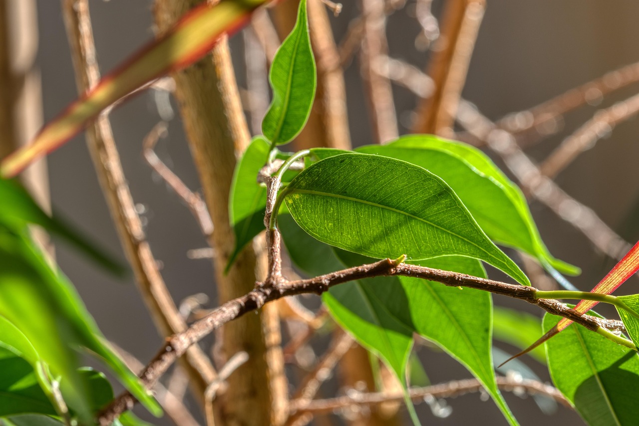 Ficus elastica con foglie ingiallite, effetto dell'acqua calcarea.