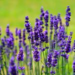 Fiori di lavanda in un campo soleggiato, ideale per illustrare il periodo di semina.