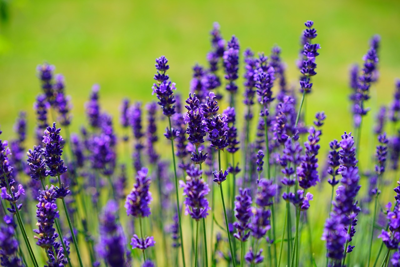 Fiori di lavanda in un campo soleggiato, ideale per illustrare il periodo di semina.