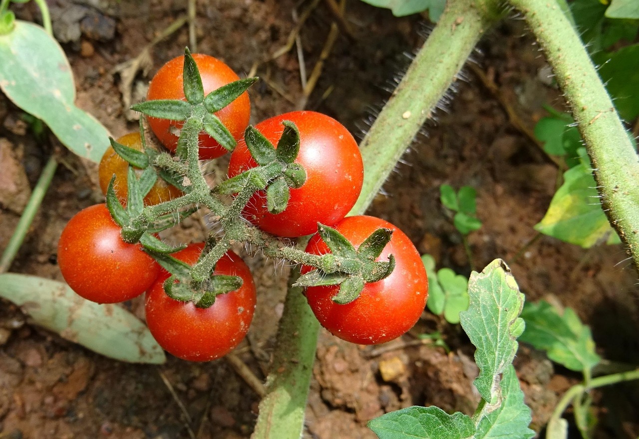 Cenere di legno sparsa nel terreno per fertilizzare pomodori, con piante verdi in crescita.