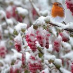 Pettirosso che mangia semi su un ramo innevato in inverno.
