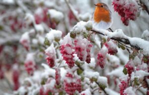 Pettirosso che mangia semi su un ramo innevato in inverno.
