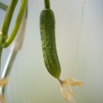 Immagine di un cetriolo danneggiato in un orto, simbolo di errori nella coltivazione.