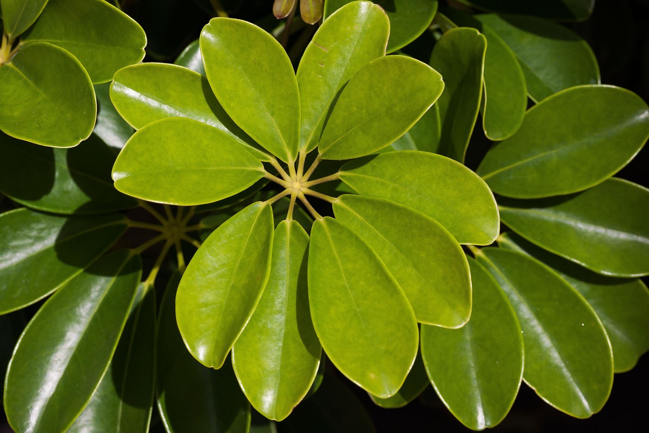 Schefflera in vaso, evidenziando il terreno e le radici, per discutere il rinvaso.