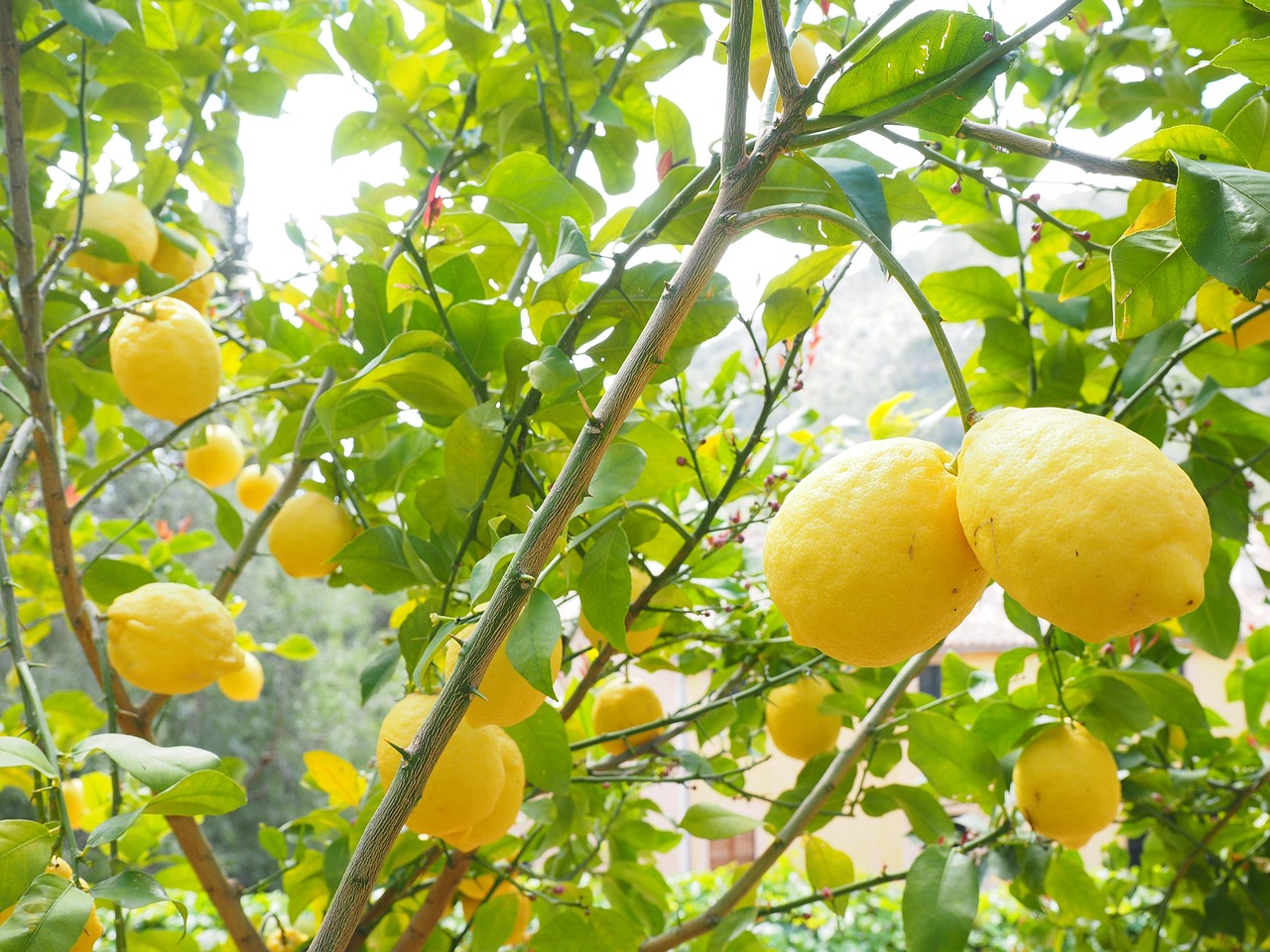 Concime per limoni con foglie verdi e fiori bianchi in un giardino soleggiato.