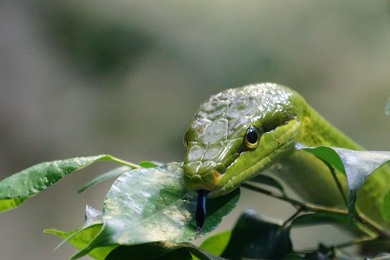 Albero da frutto nel giardino, con serpente avvolto tra i rami.
