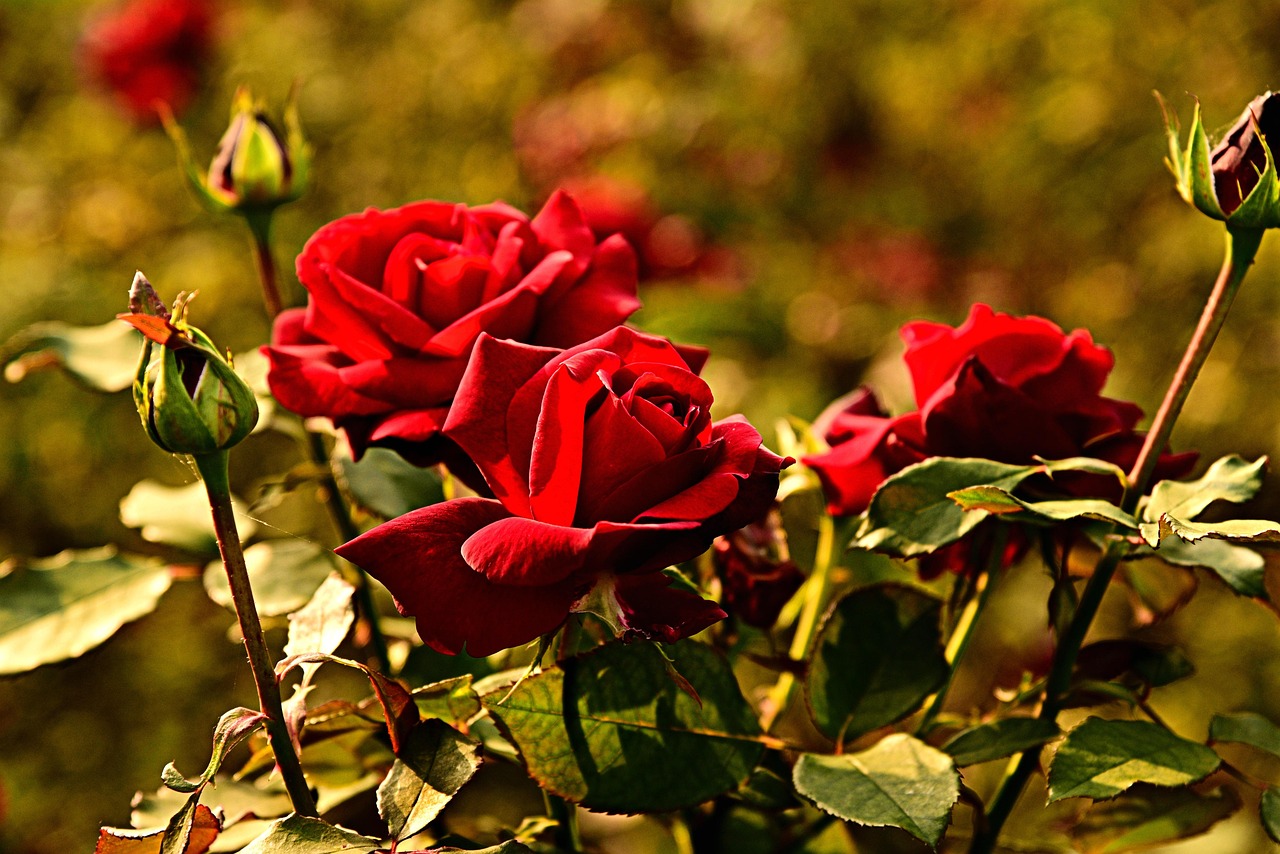 Concime naturale per rose senza fiori, con piante rigogliose in giardino.