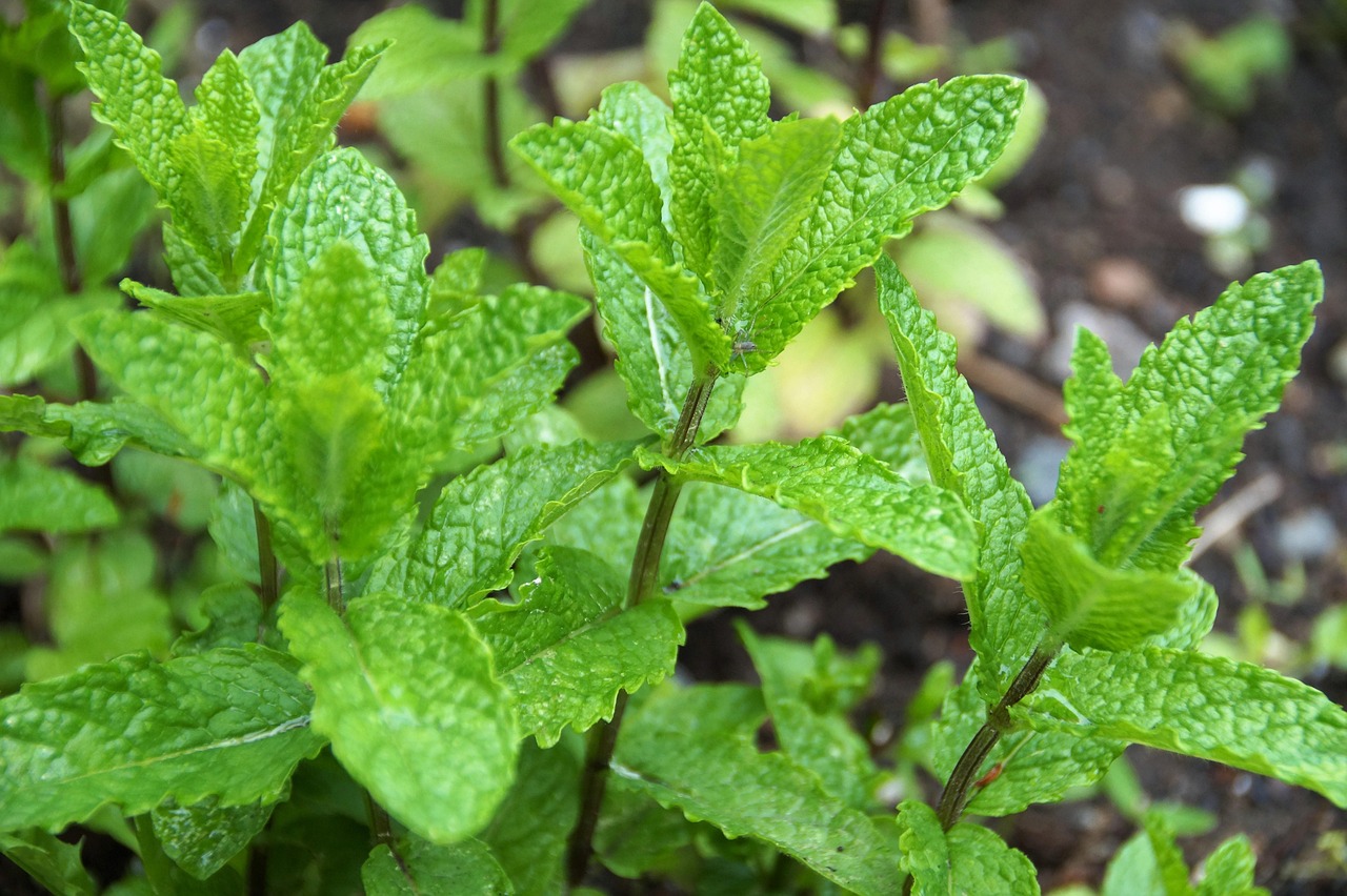 Vaso di menta rigogliosa con foglie verdi, simbolo di cura e attenzione nella coltivazione.